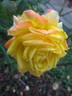 Fragrant Peace rose photo