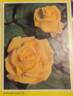 Kilworth Gold rose photo