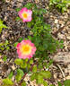 Watercolors Home Run rose photo