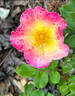 Watercolors Home Run rose photo