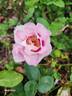Bowral's Rose rose photo