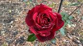 Desmond Tutu Sunbelt rose photo