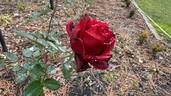 Desmond Tutu Sunbelt rose photo
