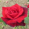 Bolshaja Ljubov rose photo