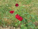 Bolshaja Ljubov rose photo