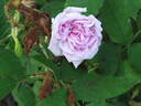 Angélique Quetier rose photo