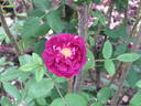 William Grow rose photo