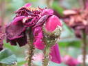 William Grow rose photo