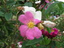 <I>Rosa centifolia</I> var. <I>muscosa</I> Ser. 'Simplex' rose photo