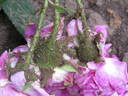 Général Drouot rose photo