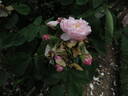 Mousseline rose photo