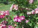 Purple Splash rose photo