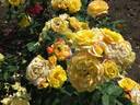 Chinatown rose photo