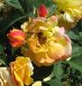 Chinatown rose photo