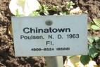 Chinatown rose photo