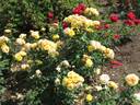 Chinatown rose photo