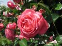 Rosanna ® rose photo