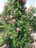 Rosanna ® rose photo