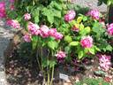 Ulrich Brunner Fils rose photo