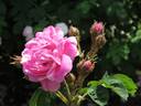 Baron de Wassenaër rose photo