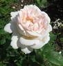 Sebastian Kneipp ™ rose photo