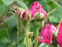 Etna rose photo