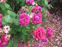 Etna rose photo
