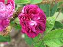 Arthur Young rose photo