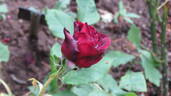 Black Perfumella rose photo