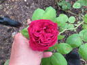 Dr. Bretonneau rose photo
