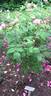 Duchesse de Rohan rose photo