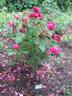 Crimson Queen rose photo