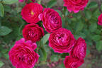 Pure Aroma™ Sense of Love® rose photo