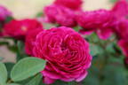 Pure Aroma™ Sense of Love® rose photo
