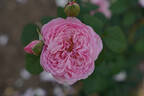 Unique Aroma™ Sense Of Love® rose photo