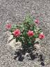 Montezuma rose photo