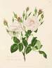 Blush monthly rose photo