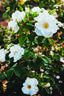 Milly Winterjewel™ rose photo