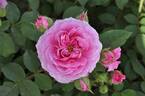 Marija™ Frayla ® rose photo