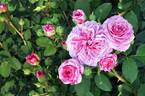 Marija™ Frayla ® rose photo