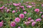 Marija™ Frayla ® rose photo