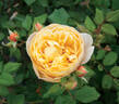 Olivera™ Frayla ® rose photo