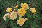 Olivera™ Frayla ® rose photo