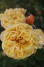Olivera™ Frayla ® rose photo