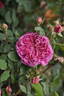 Zora Frayla rose photo