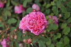 Zora Frayla rose photo