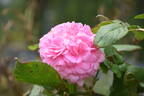 John Hopper rose photo