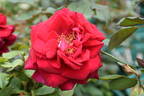 Deep Secret rose photo