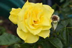 Frisco ® rose photo