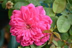 Sophy's Rose rose photo